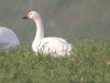 Bewick's Swan at Barling Marsh (Steve Arlow) (56845 bytes)